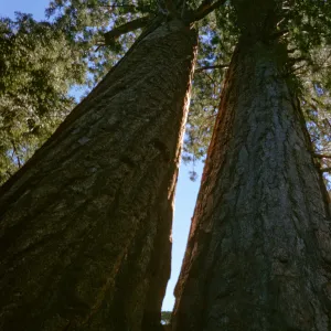 Sequoiadendron