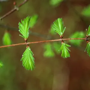 Metasequoia glyptostroboides