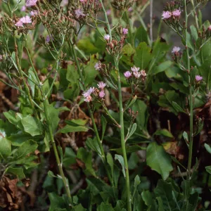 Stephanomeria blairii