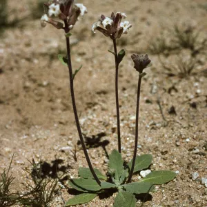 Dithyrea