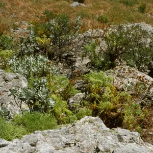 Arabis habitat