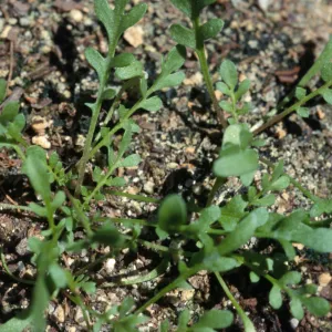 Tropidocarpum capparideum 