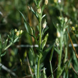 Tropidocarpum capparideum 