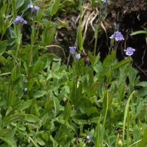 Veronica wormskjoldii
