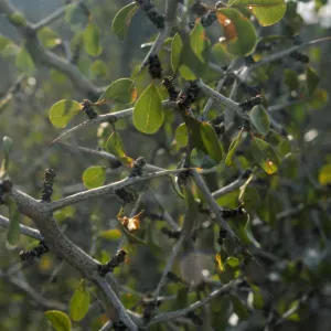 Zizyphus parryi