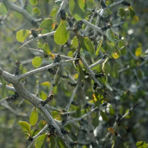 Zizyphus parryi