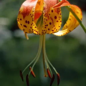 Lilium pardalinum