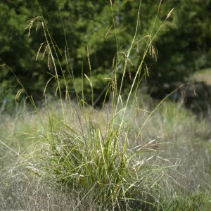 Carex obispoensis