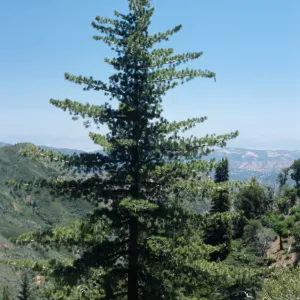 Pinus lambertiana