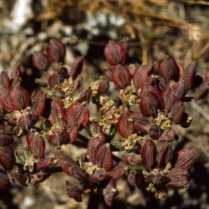 Lomatium utriculatum