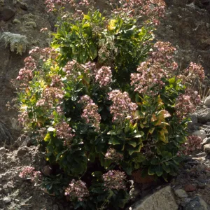 Stephanomeria blairii