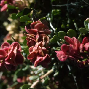 Grayia spinosa