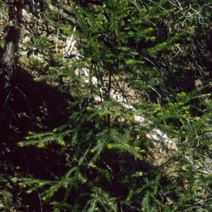 Pseudotsuga menziesii