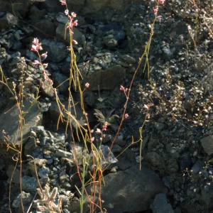 Streptanthus polygaloides