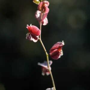 Streptanthus polygaloides