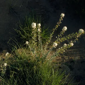 Dithyrea