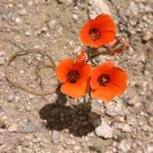 Calochortus kennedyi