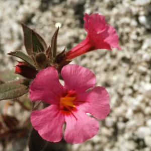 Mimulus bigelovii