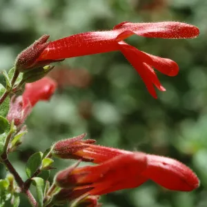 Keckiella cordifolia