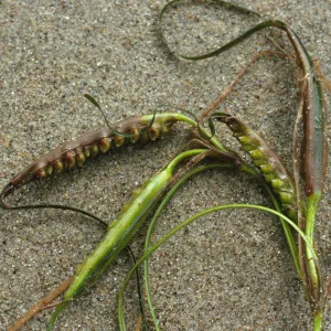 Phyllospadix torreyi