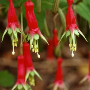 Fuchsia splendens