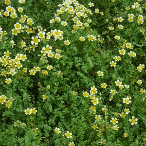 Limnanthes douglasii douglasii