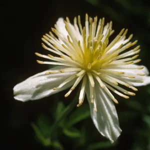 Clematis lasiantha
