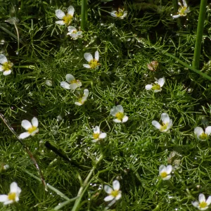 Ranunculus aquatilis