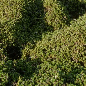 Adenostoma leaves