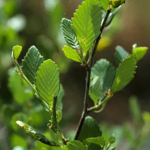 Cercocarpus betuloides