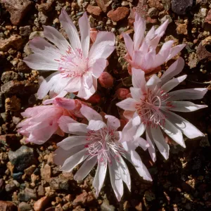 Lewisia rediviva