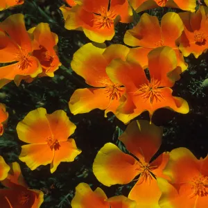 Eschscholzia californica