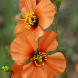 Stylomecon heterophylla