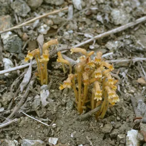 Orobanche fasciculata
