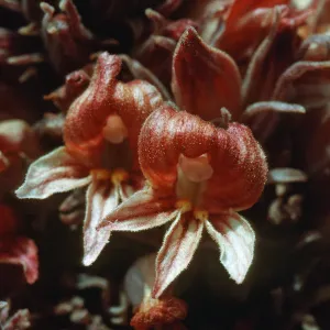 Orobanche californica ssp. feudgei