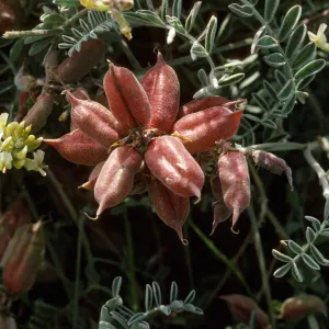 Astragalus miguelensis