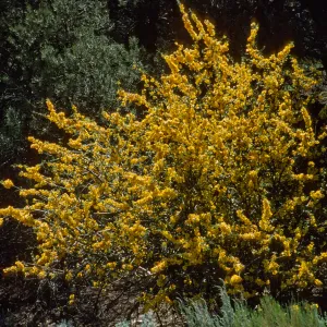 Fremontodendron californicum