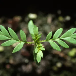 Lyonothomnus seedlings