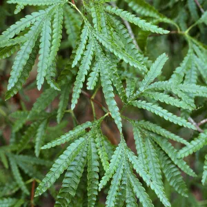 Lyonothomnus floribundus asplenifolius
