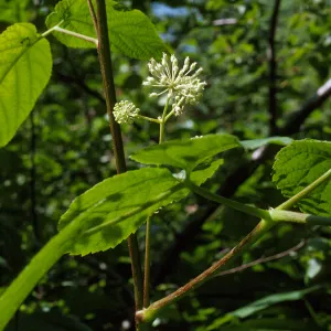 Aralia californica