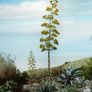 Santa Barbara Gardens of the Past - Santa Barbara Botanic Garden (American Century Plant)