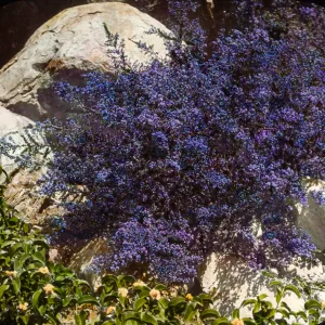 Santa Barbara Gardens of the Past - Santa Barbara Botanic Garden (California Lilac)