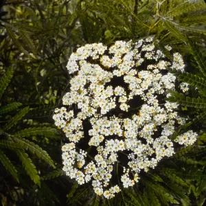 Santa Barbara Gardens of the Past - Santa Barbara Botanic Garden