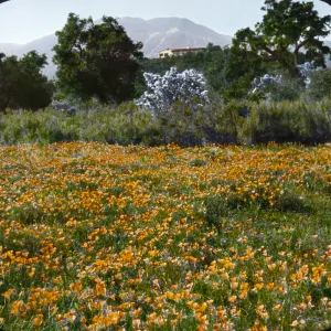 Santa Barbara Gardens of the Past - Cima Del Mundo (California Poppy)
