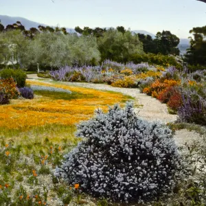 Santa Barbara Gardens of the Past - Las Tejas (California Lilac)