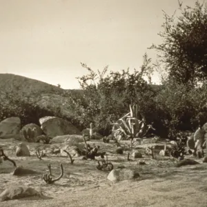 Desert Garden 