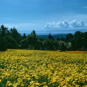 Meadow