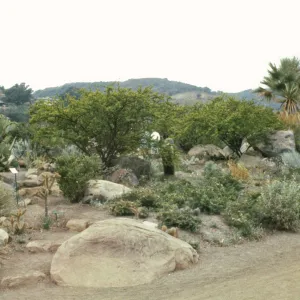 Desert section
