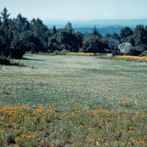 Meadow