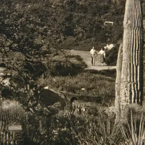 Desert section and entrance